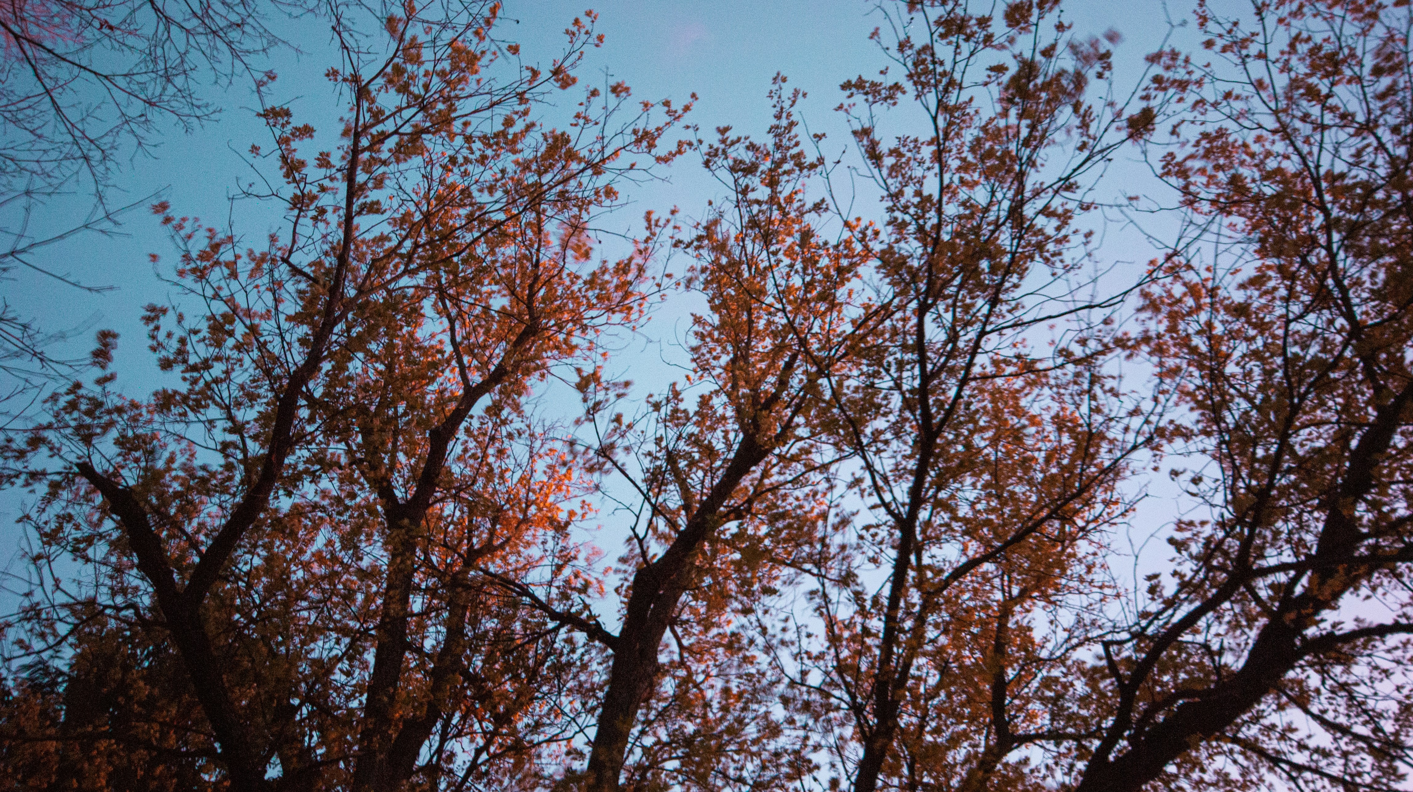 brown tree under blue sky during daytime